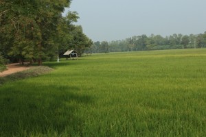 Rice fields