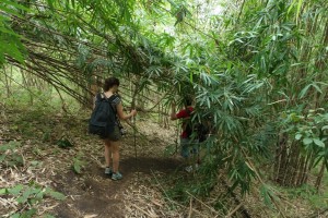 through the jungle
