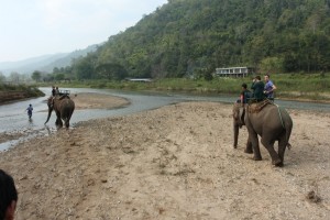 on the elephants