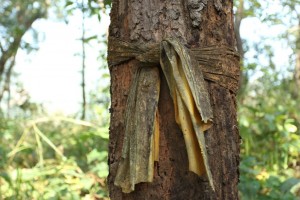 Tree marked by Monks not to be cut